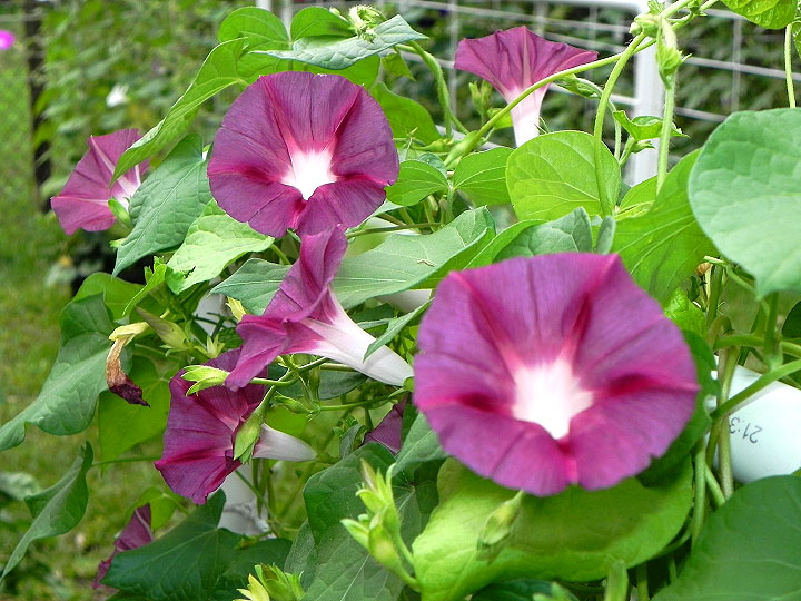 DSCN1115