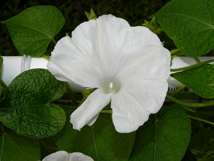 DSCN1126