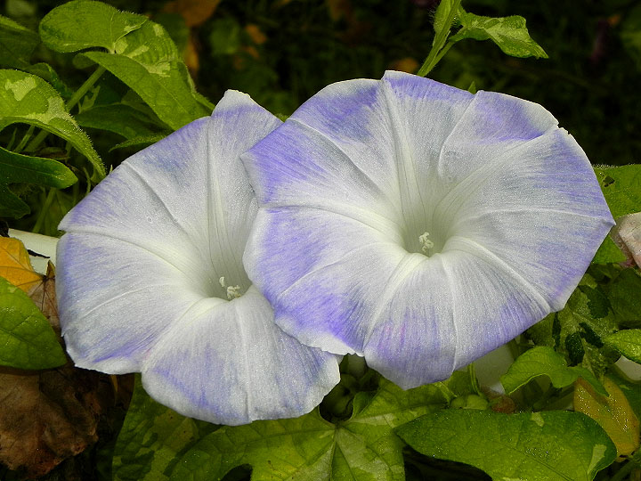 DSCN1147