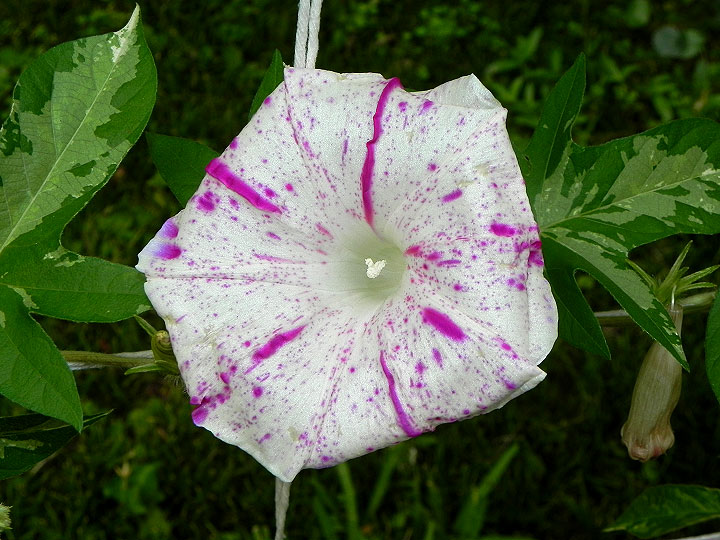 DSCN1160