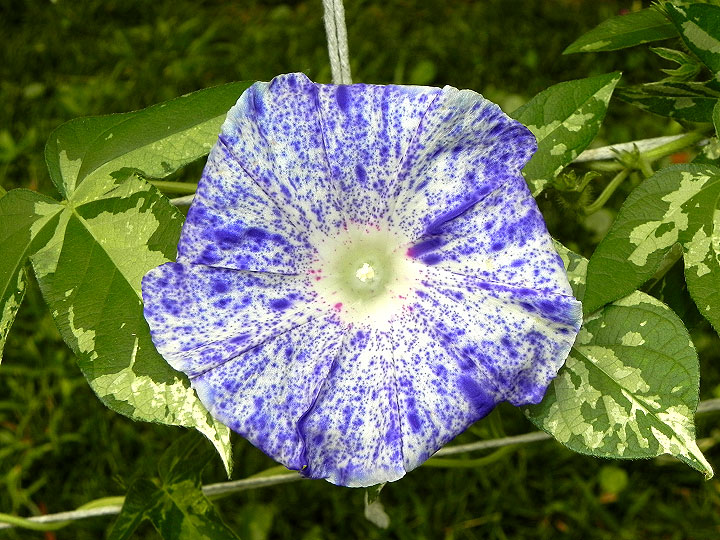DSCN1167
