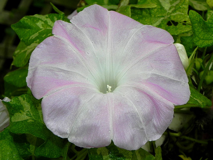 DSCN1305