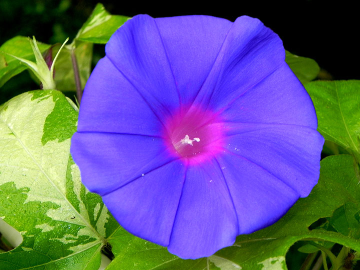 DSCN1350