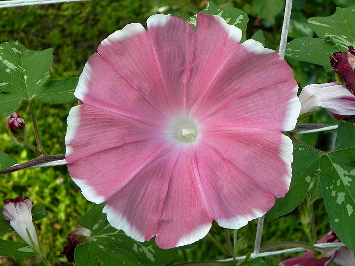 DSCN1378