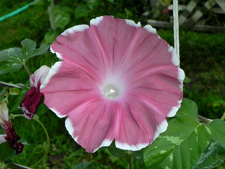 DSCN1382