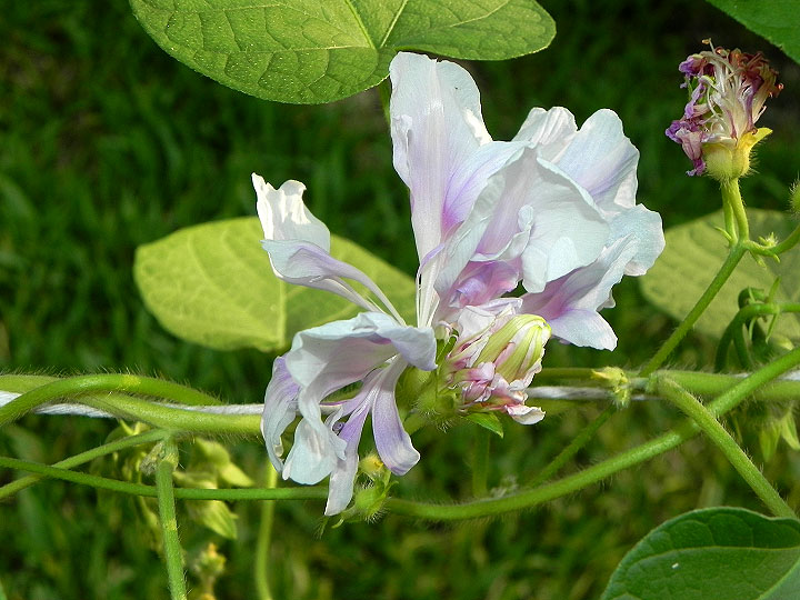 DSCN1386