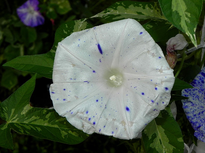 DSCN1448_01