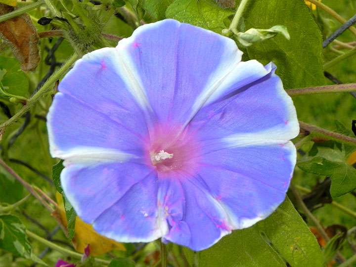 DSCN1591