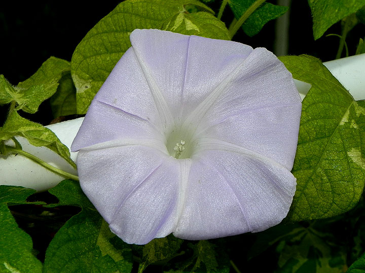 DSCN1652