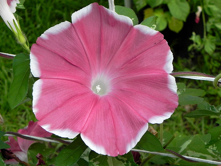 DSCN1666