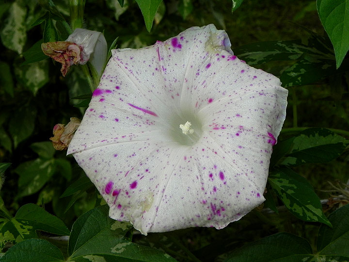 DSCN1719