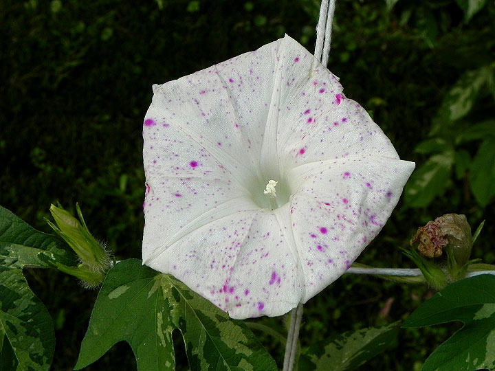 DSCN1720