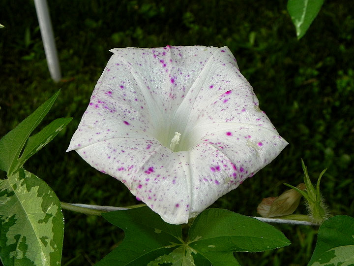 DSCN1721
