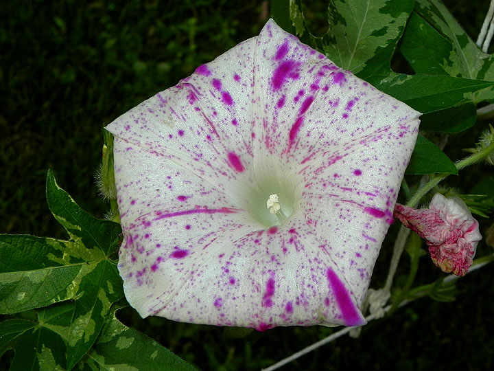DSCN1722