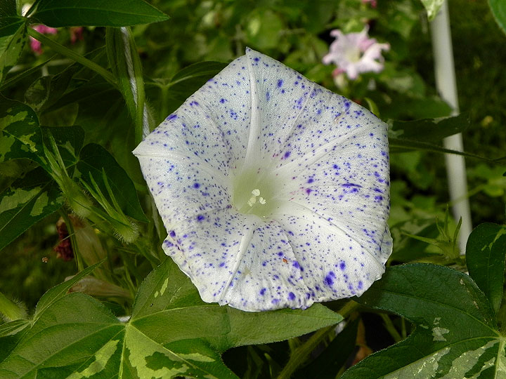 DSCN1725