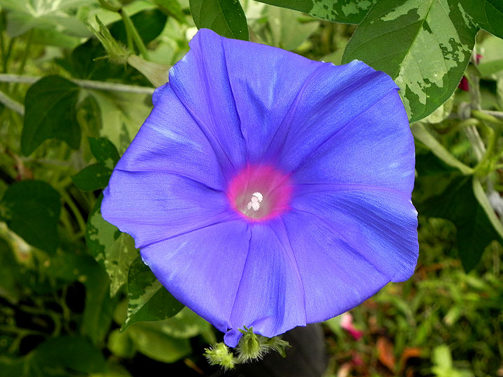 DSCN1736