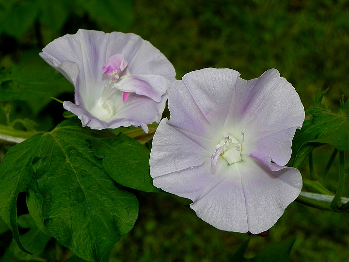 DSCN1770
