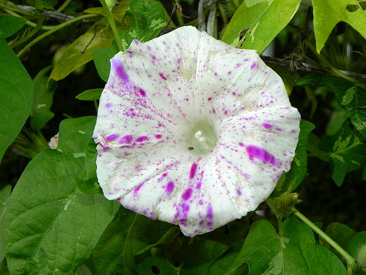 DSCN1857
