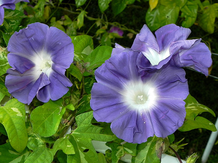 DSCN1861