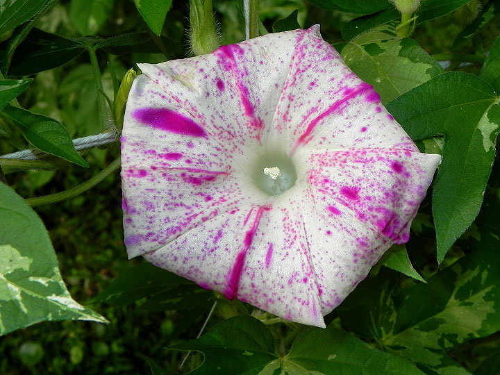 DSCN2002_01