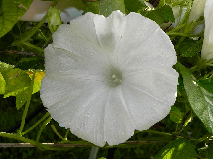 DSCN2204
