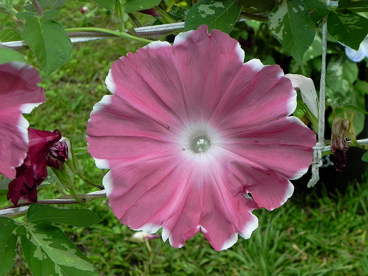 DSCN2290