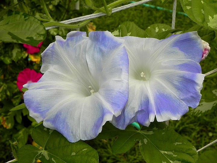 DSCN2307