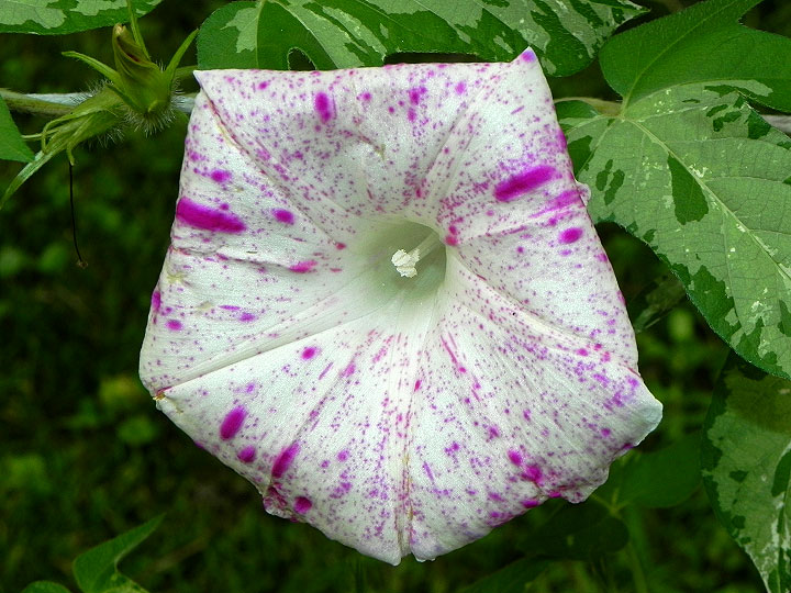 DSCN2381