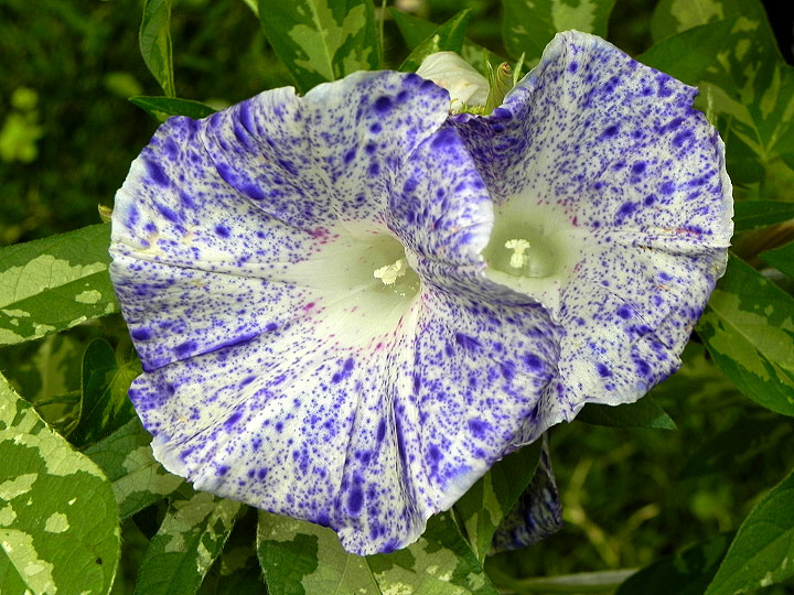 DSCN2385