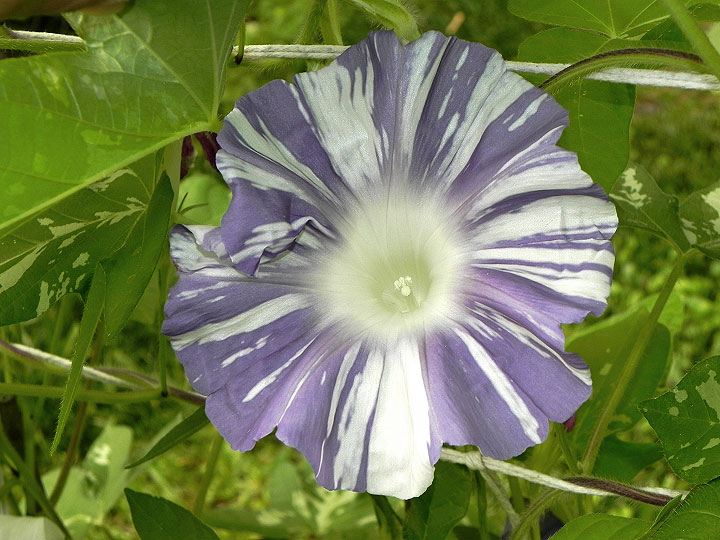 DSCN2388