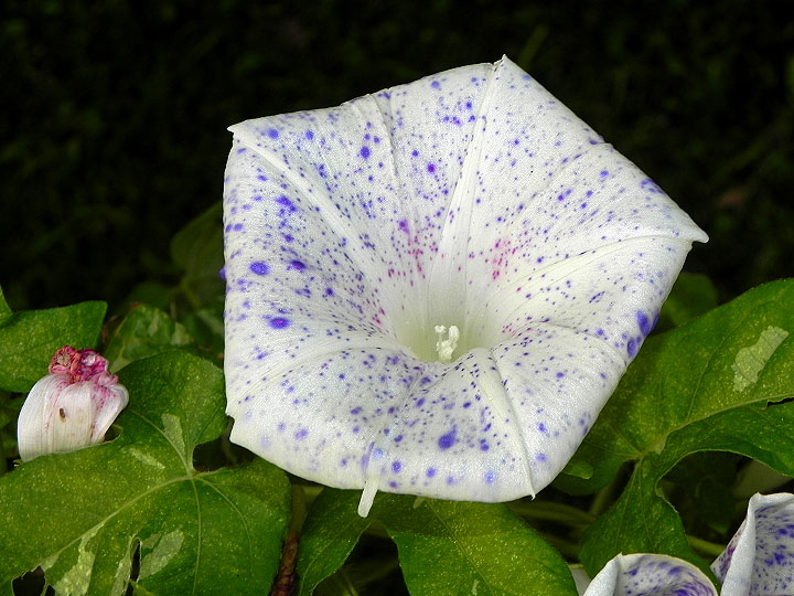 DSCN2510
