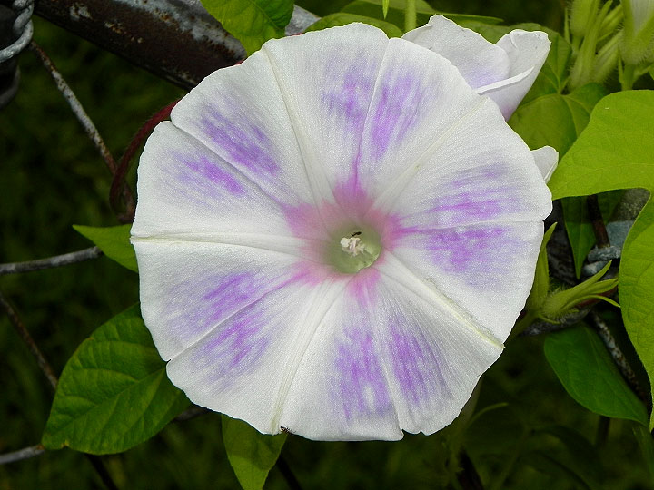 DSCN2532
