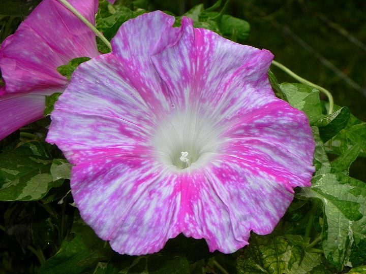 DSCN2622