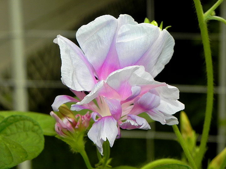 DSCN2676