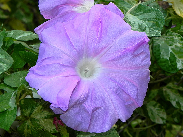 DSCN2884