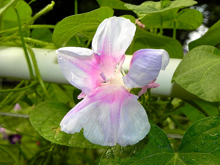 DSCN2954