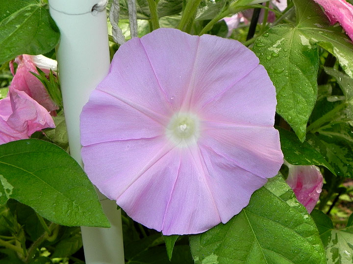 DSCN2966