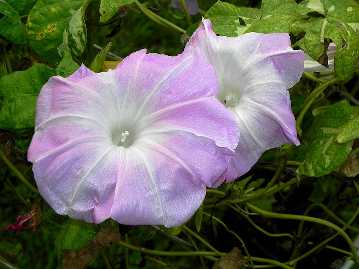 DSCN3136