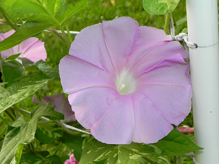 DSCN3262