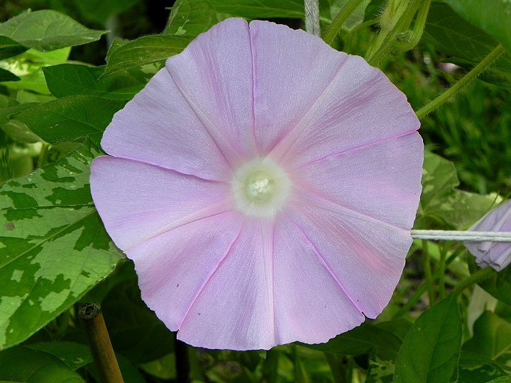 DSCN3265