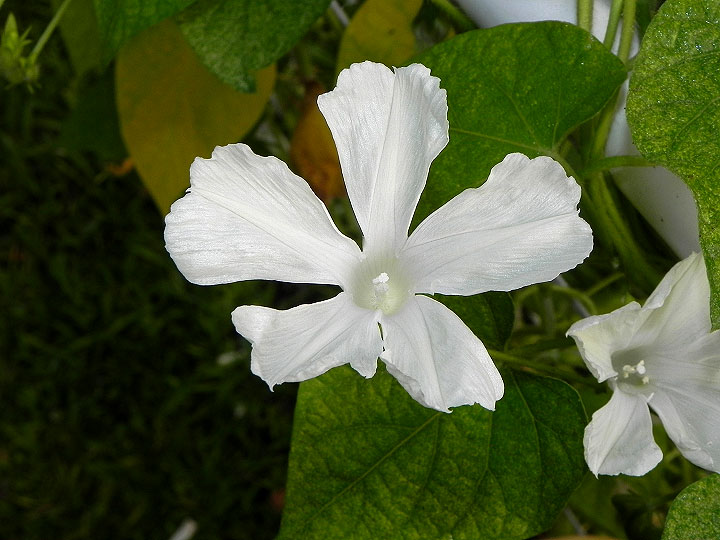 DSCN3293