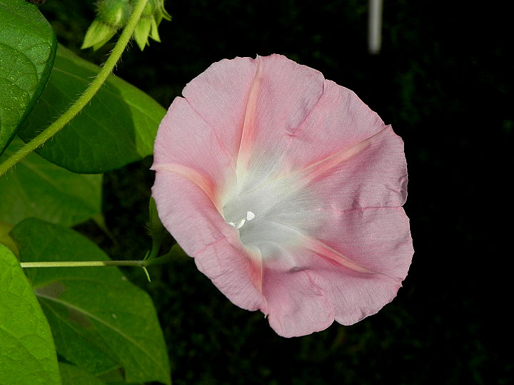 DSCN3304