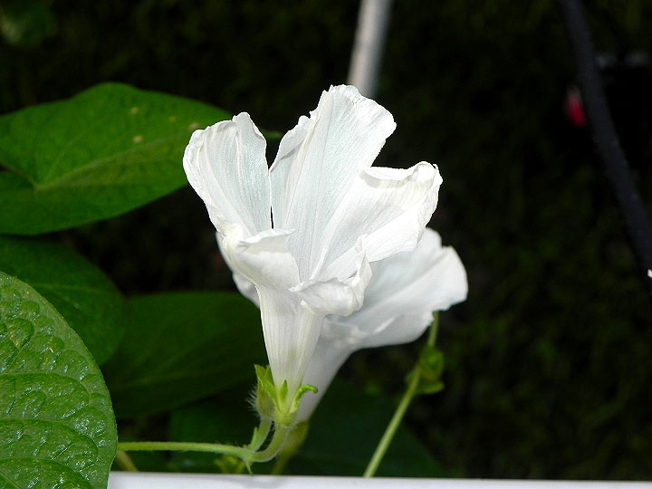 DSCN3307