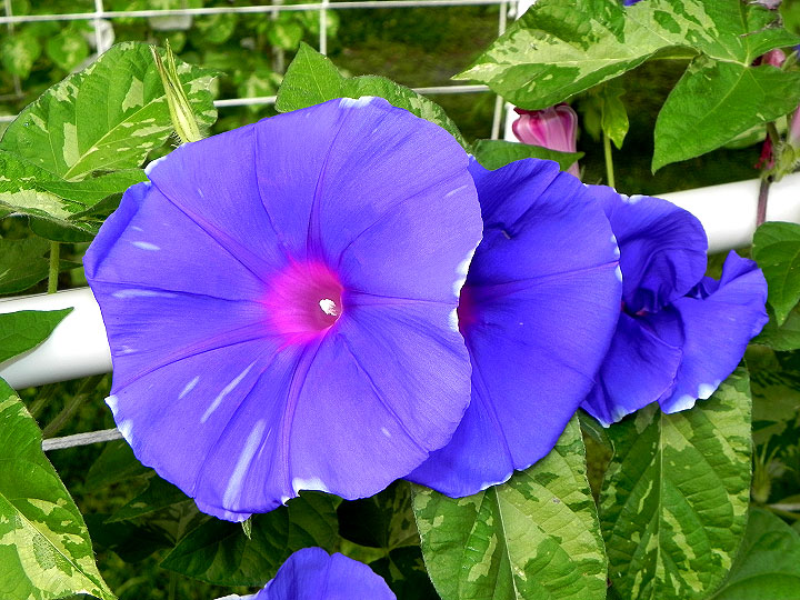 DSCN3331