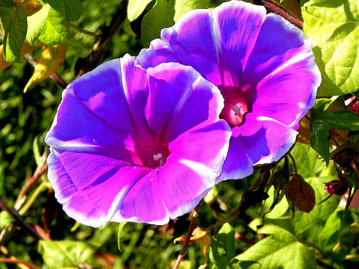 DSCN3536