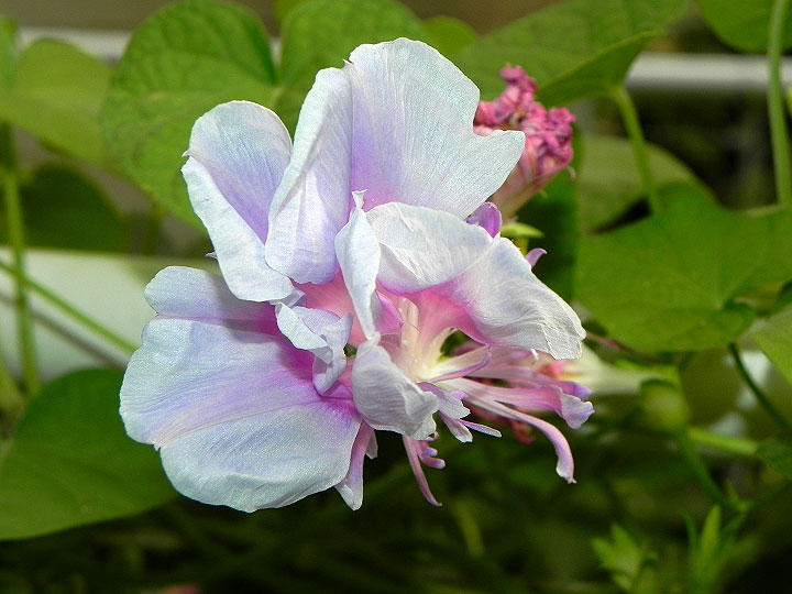 DSCN3540