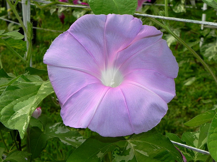 DSCN3546