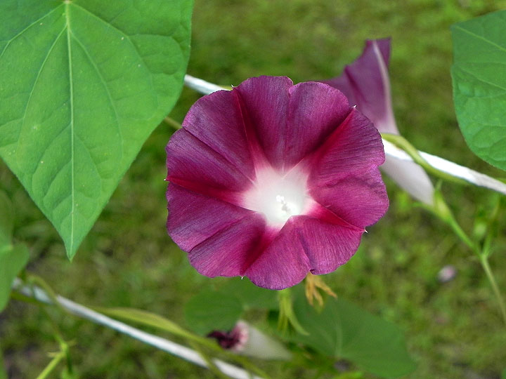 DSCN3555