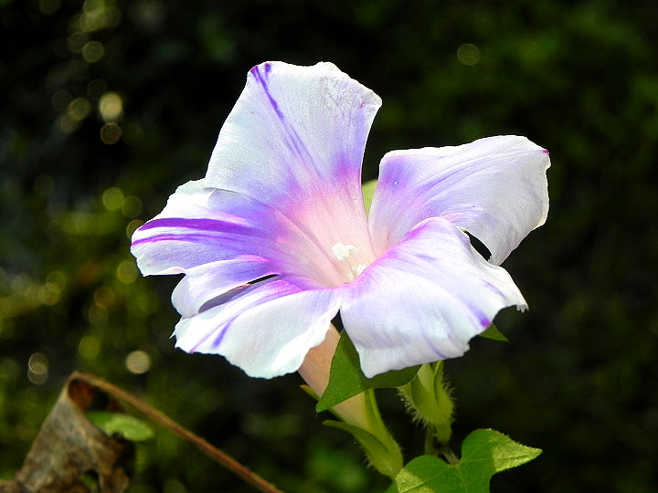DSCN3595