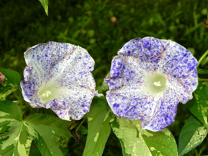 DSCN3596